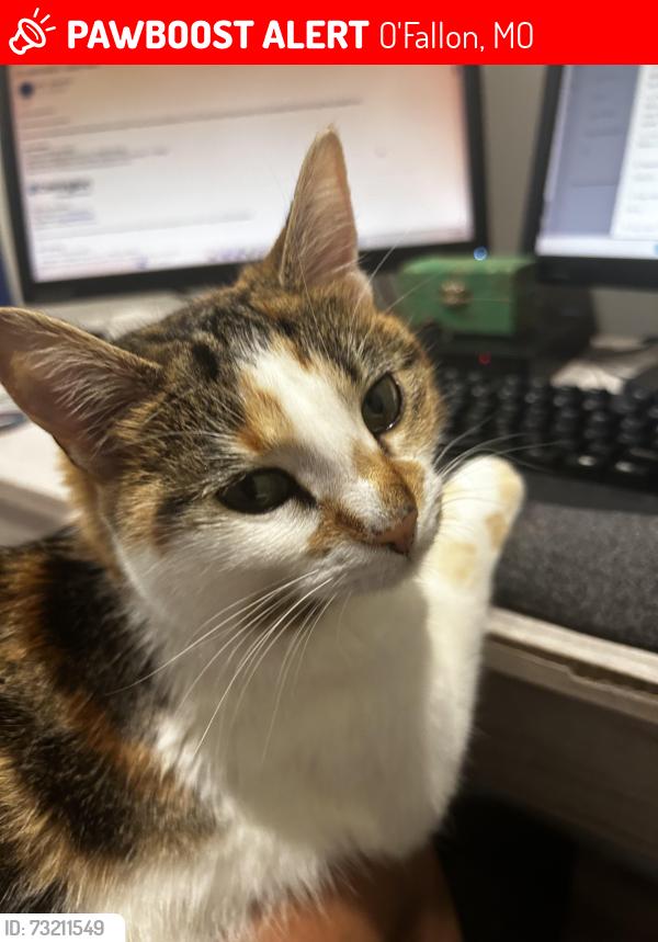 Lost Female Cat last seen Amarillo and Feise, O'Fallon, MO 63368