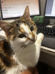Lost Female Cat last seen Amarillo and Feise, O'Fallon, MO 63368
