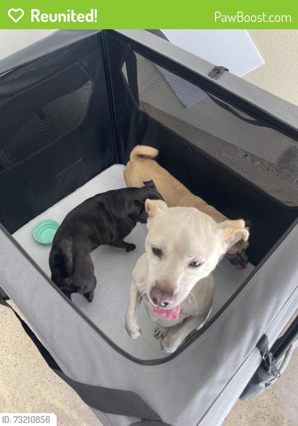 Reunited Male Dog last seen Ventur Park, Thousand Oaks, CA 91320