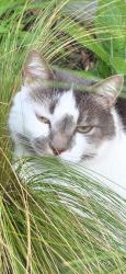 Reunited Male Cat last seen Skipper Court/ListerRoad area, Essex, England 
