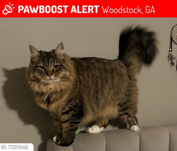 Lost Female Cat last seen Swanee lane and Hiawasee, Woodstock, GA 30188
