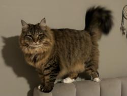 Lost Female Cat last seen Swanee lane and Hiawasee, Woodstock, GA 30188