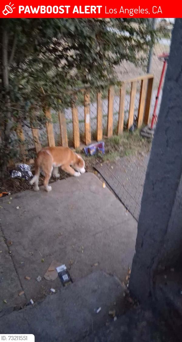 Lost Female Dog last seen Denker, Los Angeles, CA 90062