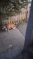 Lost Female Dog last seen Denker, Los Angeles, CA 90062
