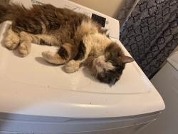 Lost Male Cat last seen Bisset park radford va, Radford, VA 24141