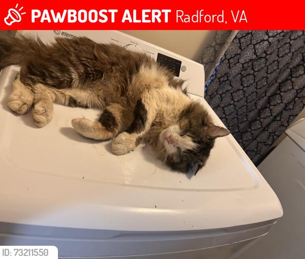 Lost Male Cat last seen Bisset park radford va, Radford, VA 24141
