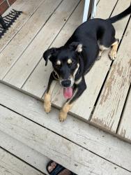 Found/Stray Male Dog last seen Westgate, Greensboro, NC 27403