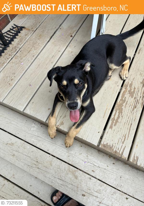 Found/Stray Male Dog last seen Westgate, Greensboro, NC 27403