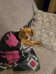 Lost Female Dog last seen Near Cherokee kings mttn, Kings Mountain, NC 28086