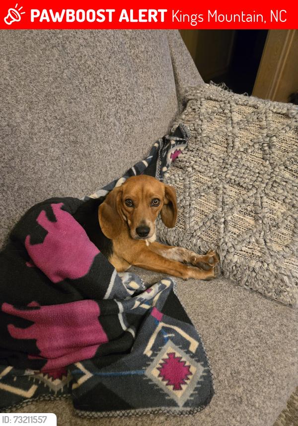 Lost Female Dog last seen Near Cherokee kings mttn, Kings Mountain, NC 28086