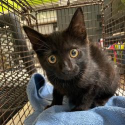 Shelter Stray Unknown Cat last seen Near E Park Avenue, DES MOINES, IA, 50315, Des Moines, IA 50313