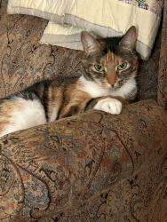 Reunited Female Cat last seen 6th st, Wilton Manors, FL 33311