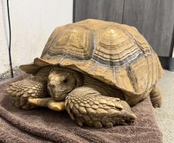 Shelter Stray Male Reptile last seen Near E Mission Road, Escondido, CA, 92027, Escondido, CA 92027, USA