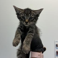 Shelter Stray Male Cat last seen Near Nogal Street, San Diego, CA, 92102, 5500 Gaines St, San Diego, CA 92110, USA