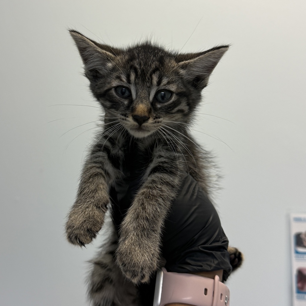 Shelter Stray Male Cat last seen Near Nogal Street, San Diego, CA, 92102, 5500 Gaines St, San Diego, CA 92110, USA
