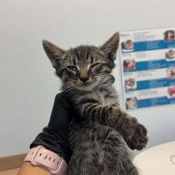 Shelter Stray Male Cat last seen Near Nogal Street, San Diego, CA, 92102, 5500 Gaines St, San Diego, CA 92110, USA