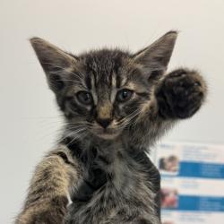 Shelter Stray Female Cat last seen Near Nogal Street, San Diego, CA, 92102, 5500 Gaines St, San Diego, CA 92110, USA