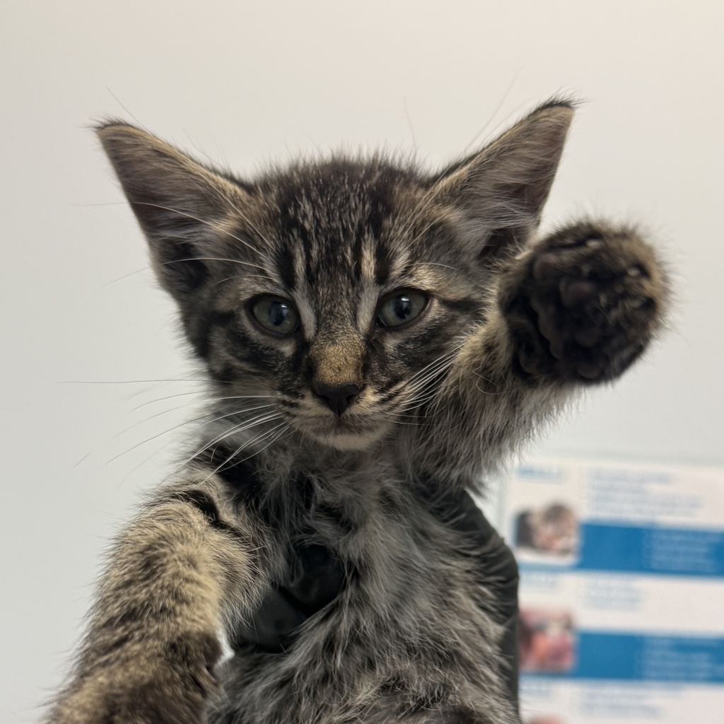 Shelter Stray Female Cat last seen Near Nogal Street, San Diego, CA, 92102, 5500 Gaines St, San Diego, CA 92110, USA