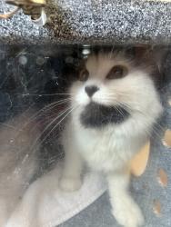 Shelter Stray Unknown Cat last seen Corner of Sergeant Dr and N Morton Dr in gutter about a block north / west opf Westpoine Park., SALT LAKE CITY, UT, 84116, 511 W 3900 S, Salt Lake City, UT 84123, USA