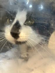 Shelter Stray Female Cat last seen Corner of Sergeant Dr and N Morton Dr in gutter about a block north / west opf Westpoine Park., SALT LAKE CITY, UT, 84116, 511 W 3900 S, Salt Lake City, UT 84123, USA