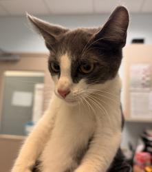 Shelter Stray Male Cat last seen Euclid Avenue, San Diego, CA, 92105, 5500 Gaines St, San Diego, CA 92110, USA