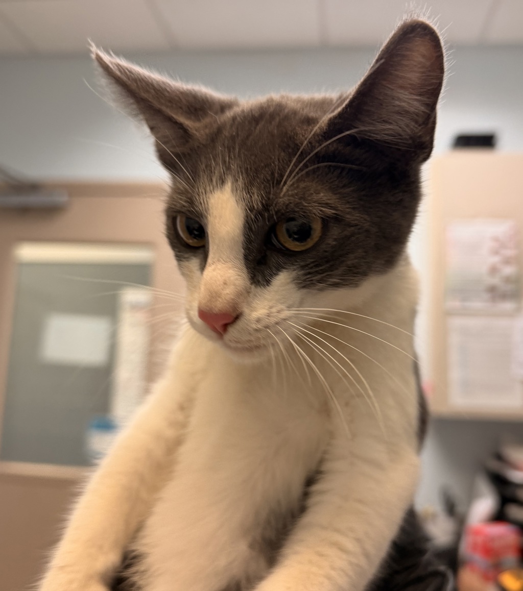 Shelter Stray Male Cat last seen Euclid Avenue, San Diego, CA, 92105, 5500 Gaines St, San Diego, CA 92110, USA