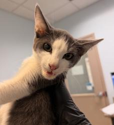 Shelter Stray Male Cat last seen Euclid Avenue, San Diego, CA, 92105, 5500 Gaines St, San Diego, CA 92110, USA