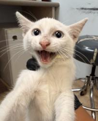 Shelter Stray Unknown Cat last seen Euclid Avenue, San Diego, CA, 92105, 5500 Gaines St, San Diego, CA 92110, USA