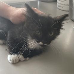 Shelter Stray Male Cat last seen Near E Del Rio Street, SALT LAKE CITY, UT, 84117, 511 W 3900 S, Salt Lake City, UT 84123, USA