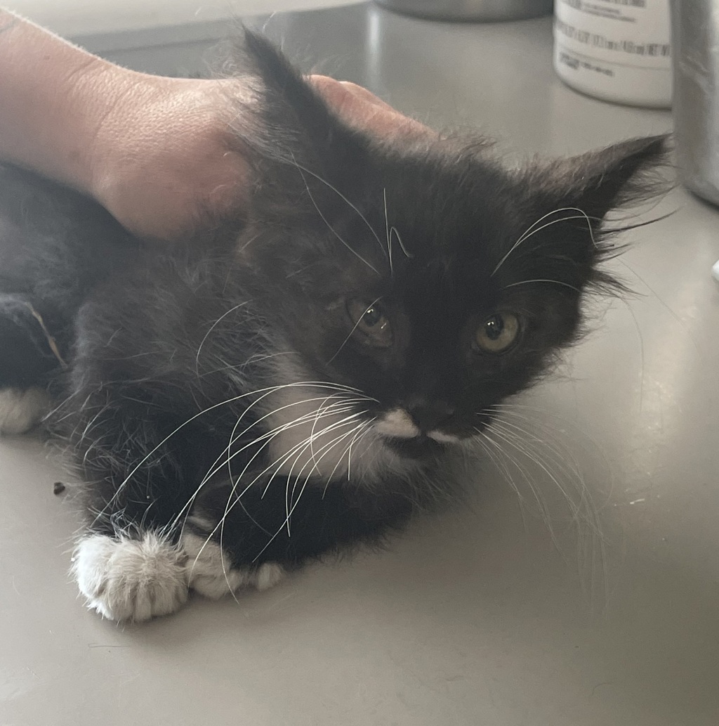 Shelter Stray Male Cat last seen Near E Del Rio Street, SALT LAKE CITY, UT, 84117, 511 W 3900 S, Salt Lake City, UT 84123, USA
