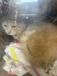 Shelter Stray Male Cat last seen Near E 3745 S, MILLCREEK, UT, 84106, 511 W 3900 S, Salt Lake City, UT 84123, USA