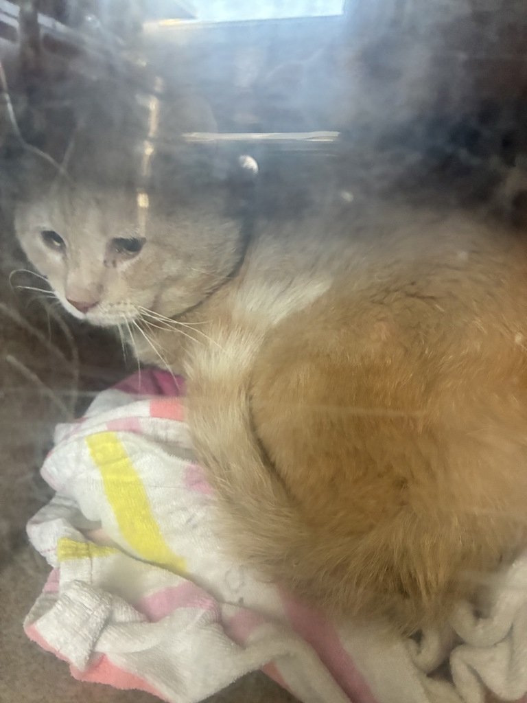 Shelter Stray Male Cat last seen Near E 3745 S, MILLCREEK, UT, 84106, 511 W 3900 S, Salt Lake City, UT 84123, USA