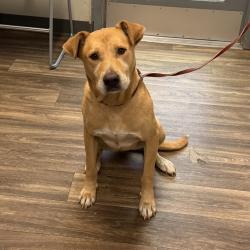 Shelter Stray Male Dog last seen unk, San Diego, CA, 92110, 5500 Gaines St, San Diego, CA 92110, USA