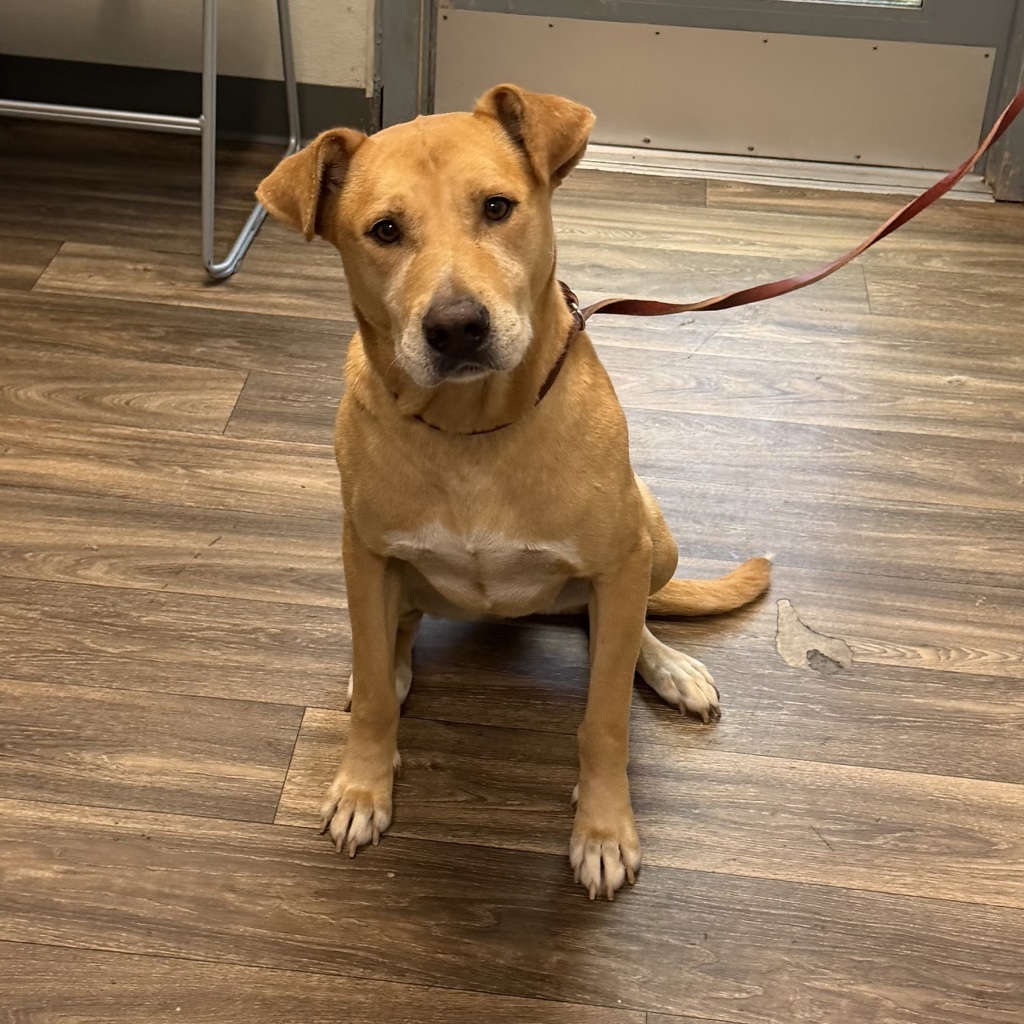 Shelter Stray Male Dog last seen unk, San Diego, CA, 92110, 5500 Gaines St, San Diego, CA 92110, USA