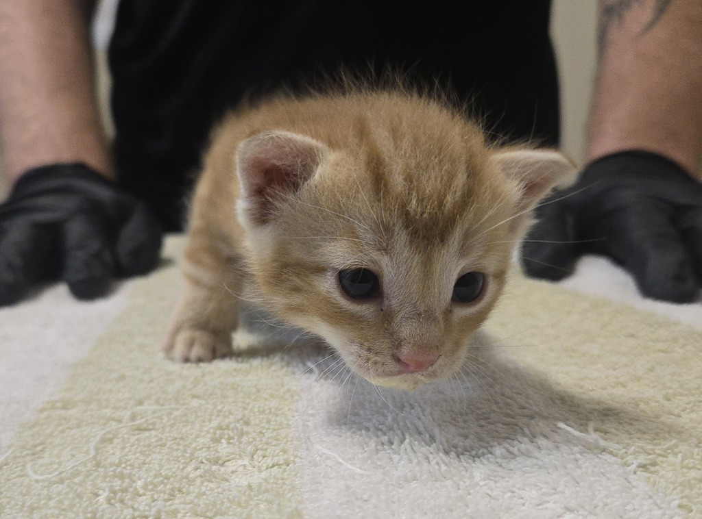 Shelter Stray Male Cat last seen ., Vista, CA, 92081, Oceanside, CA 92058, USA