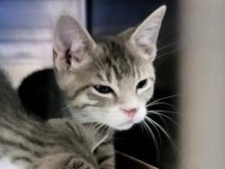 Shelter Stray Male Cat last seen Corson, STATEN ISLAND, NY, 10310, 3139 Veterans Rd W, Staten Island, NY 10309, USA