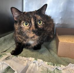 Shelter Stray Female Cat last seen Near Paulding Avenue, RIDGEWOOD, NY, 11386, 326 E 110th St, New York, NY 10029, USA