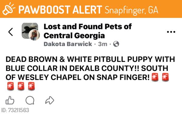 Found/Stray Unknown Dog last seen South Wesley Chapel & Snapfinger, Snapfinger, GA 30034