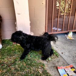 Reunited Male Dog last seen PCH and Cherry Ave, Long Beach, CA 90807