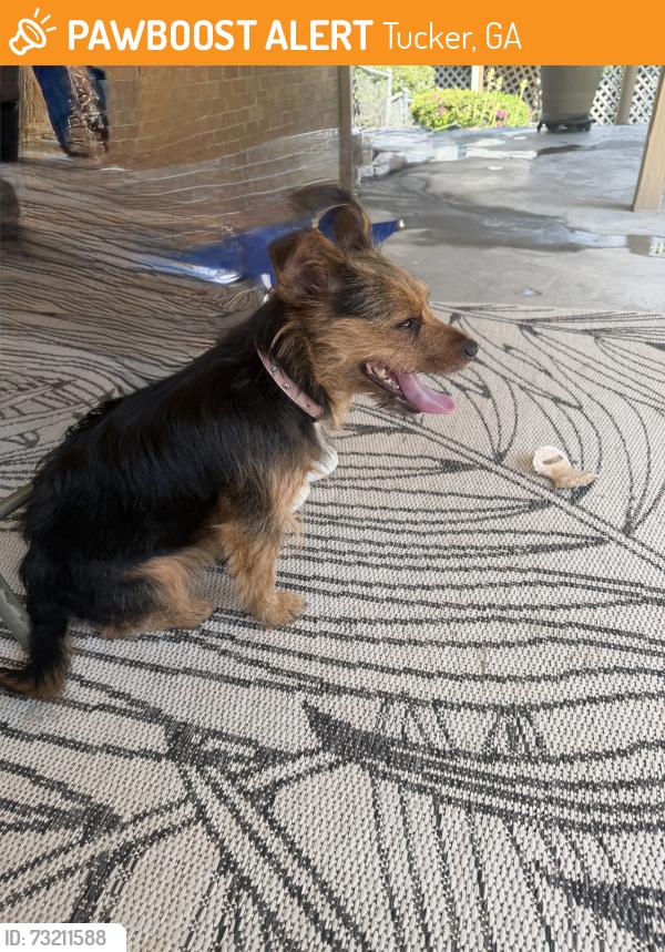 Found/Stray Female Dog last seen Montreal Rd and Windfield Circle, Tucker, GA 30084