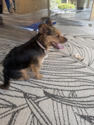 Found/Stray Female Dog last seen Montreal Rd and Windfield Circle, Tucker, GA 30084