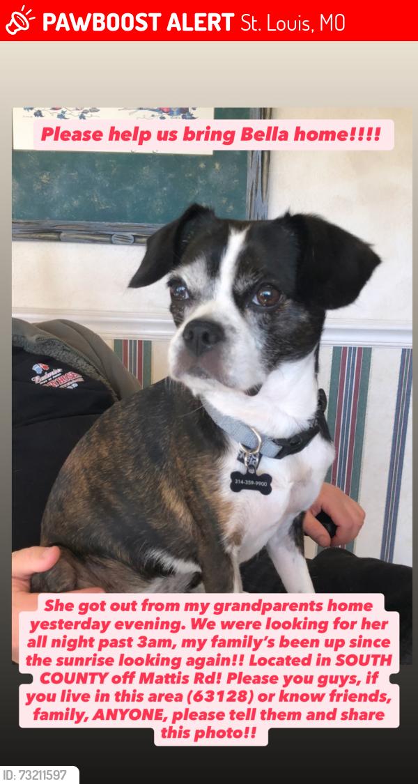 Lost Female Dog last seen Near Mattis Rd, St. Louis, MO 63128