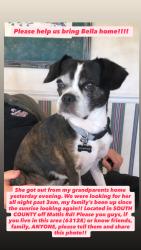 Lost Female Dog last seen Near Mattis Rd, St. Louis, MO 63128