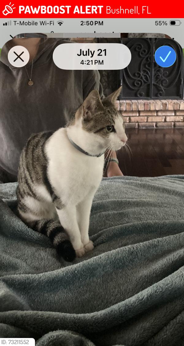 Lost Male Cat last seen Last seen at home off 301 near the old skating rink, Bushnell, FL 33513