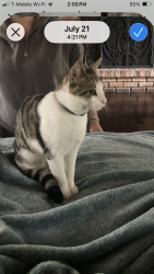 Lost Male Cat last seen Last seen at home off 301 near the old skating rink, Bushnell, FL 33513