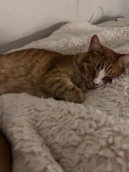 Reunited Male Cat last seen Cubbon and Shelton, Santa Ana, CA 92703