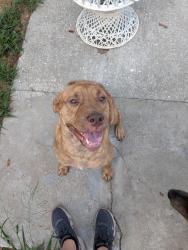 Reunited Male Dog last seen Ash and Flora, Holiday, FL 34690