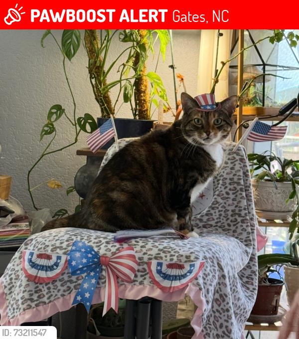 Lost Female Cat last seen abundant hope baptist church, Gates, NC 27937