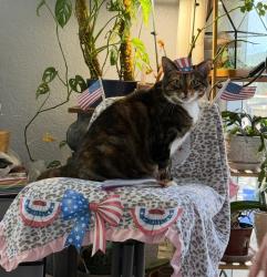 Lost Female Cat last seen abundant hope baptist church, Gates, NC 27937