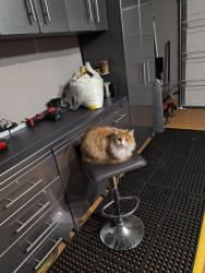 Lost Male Cat last seen Keller Hicks and Alta Vista, Fort Worth, TX 76244